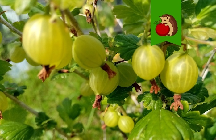 5 главных «нельзя» для крыжовника: из-за чего он будет давать мелкие и кислые ягоды, плохо плодоносить