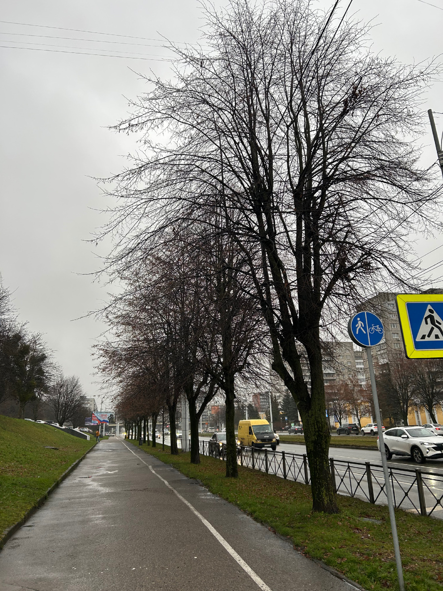 На улице в декабре мокро, серо, но через три месяца мы увидим первые почки на деревьях, и первые цветы на клумбах.