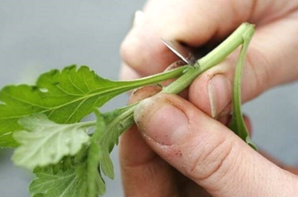 Готовим черенок