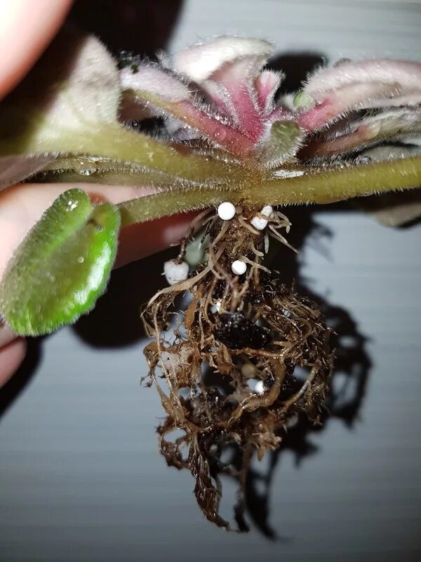 Корневая гниль у фиалки ( фото интернет).