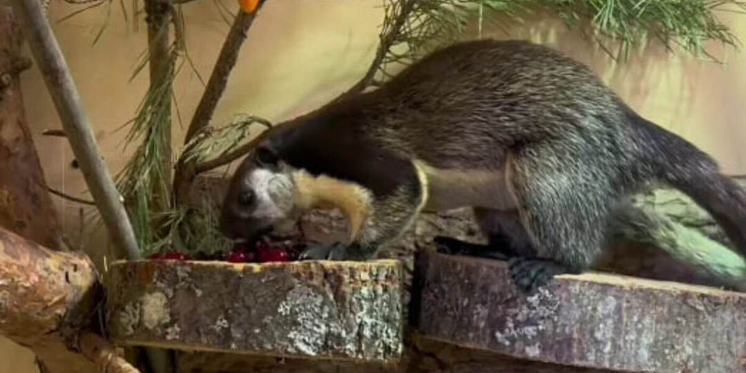 Гигантская двухцветная белка поселилась в Ленинградском зоопарке