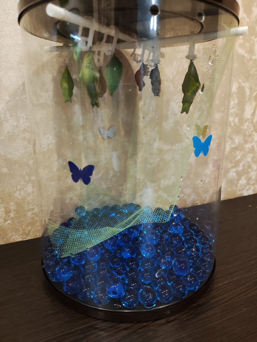 Ферма бабочек 