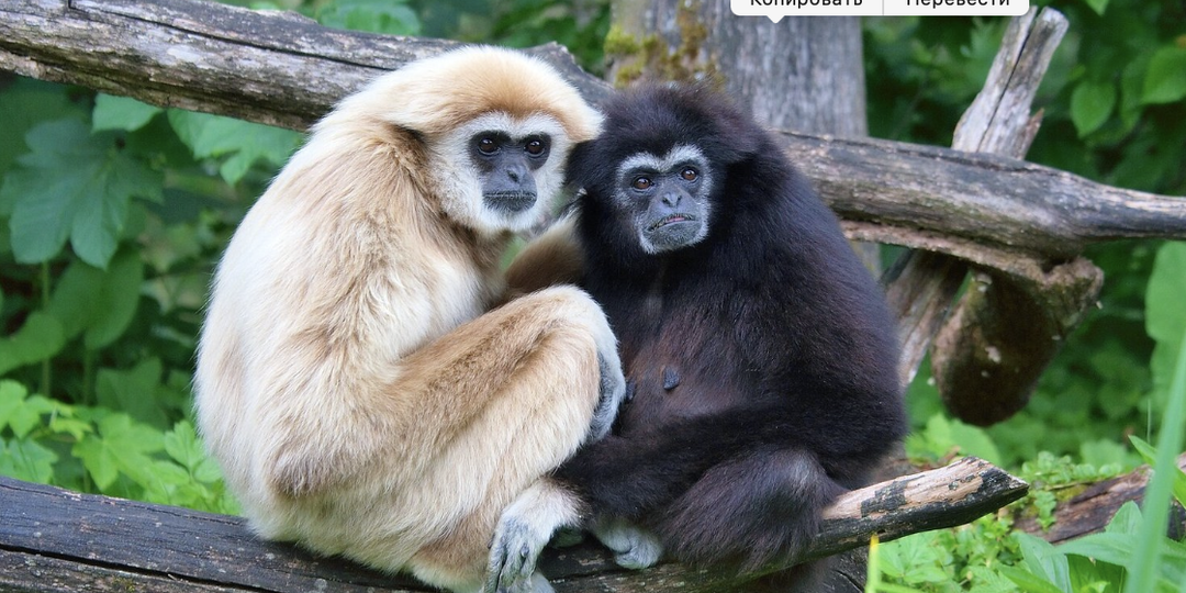 Люди в рейтинге моногамии оказались между бобрами и гиббонами