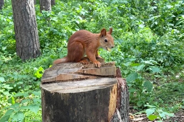    К чему снится белка?