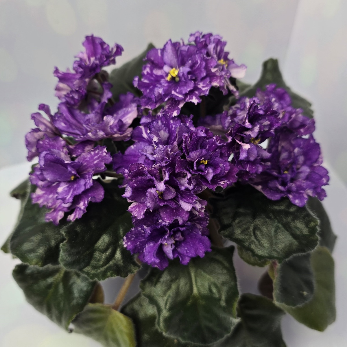 НД-Шелковица