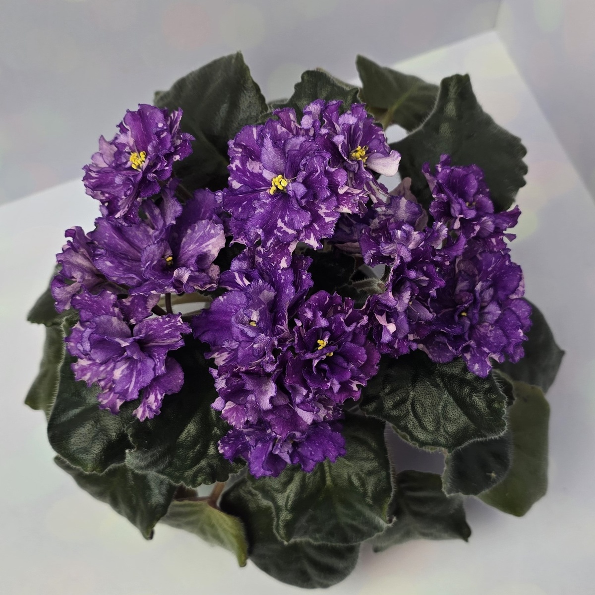 НД-Шелковица