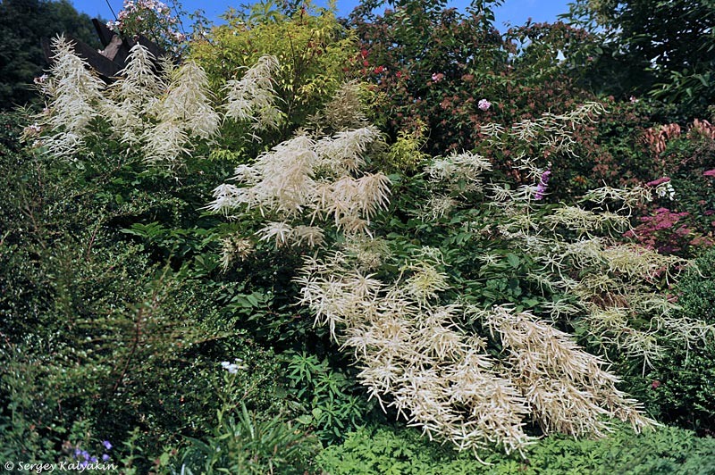 Арункус двудомный