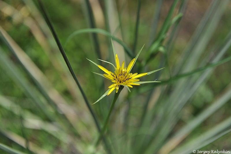 Козлобородник луговой