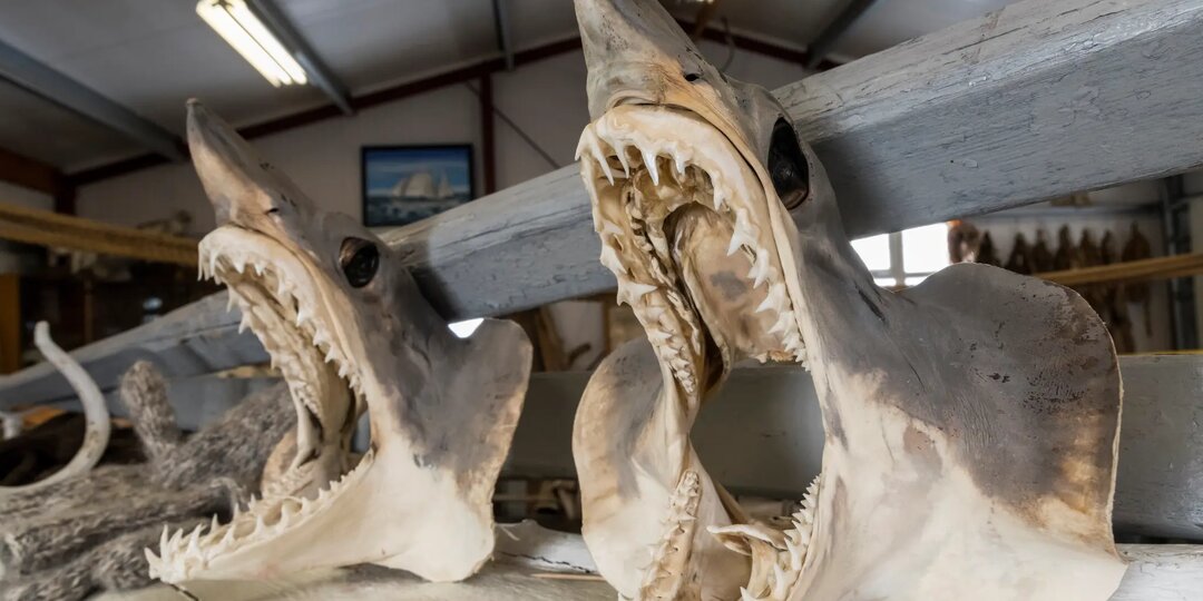 Про тухлую акулу и про жизнь