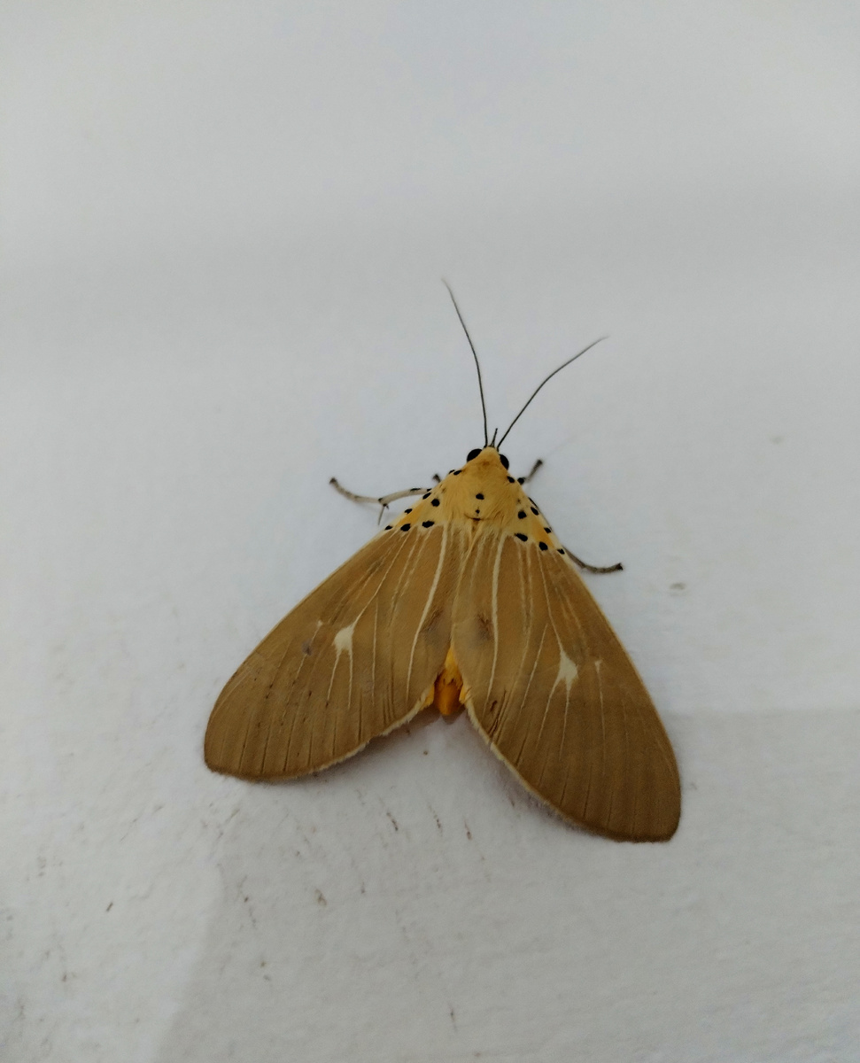 Шриланкийская бабулька. Унаватуна.