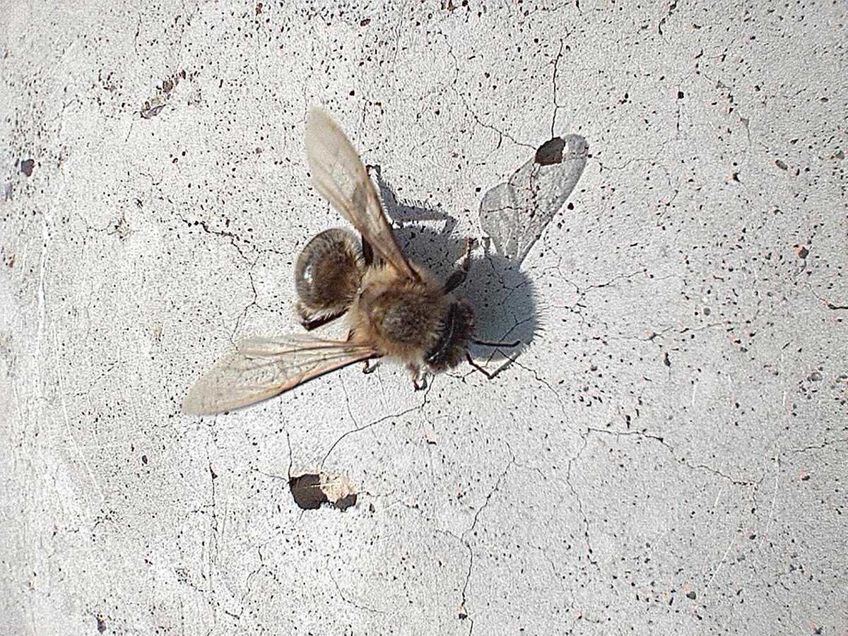 Уфимская пчела