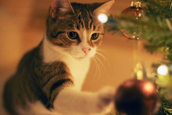 Фото из Интернета. 