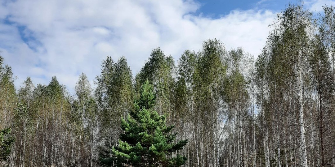 Сибирь - невероятное преображение.