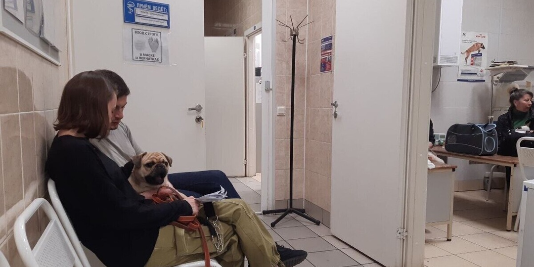 В Петербурге спасли собаку с огнестрельными ранениями