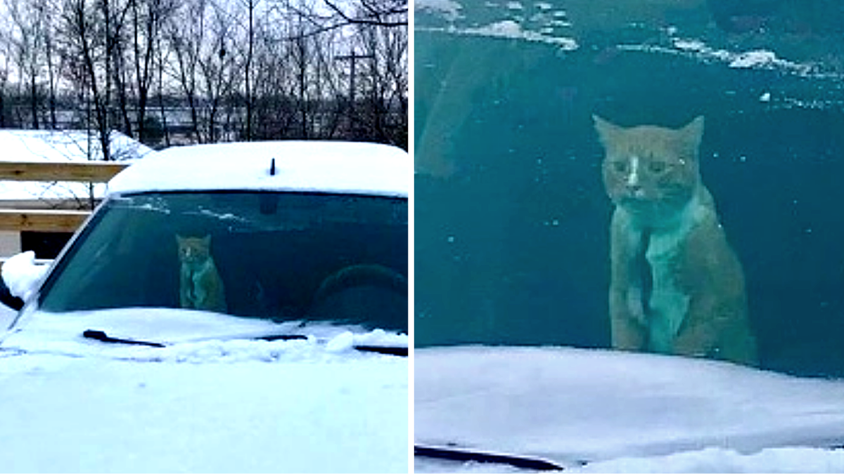 Так вот ты какова зимушка-зима!