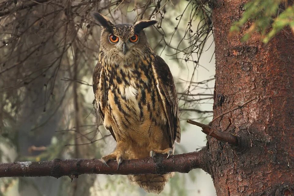 Фотография из интернета