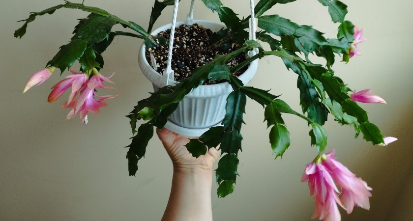    Автор фото - Рима Алкубайли