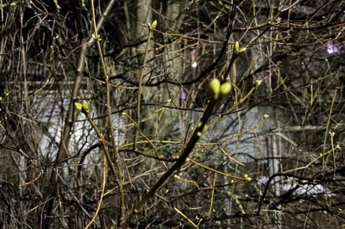    В Твери на деревьях появились почки в декабре