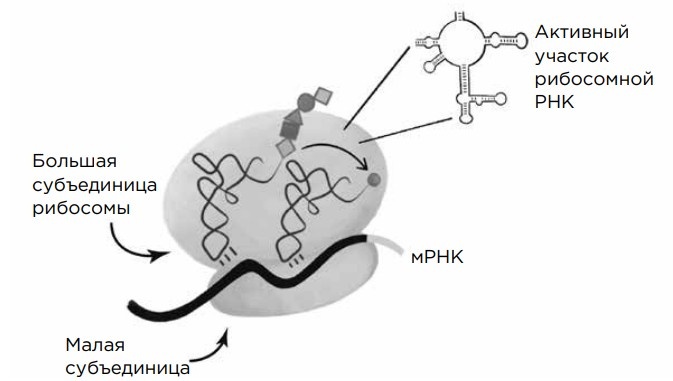     РНК большой субъединицы рибосомы свернута в структуру со многими ответвлениями; здесь показана только та часть, которая катализирует транспептидазную реакцию (структура вверху справа). Альпина нон-фикшн, 2025
