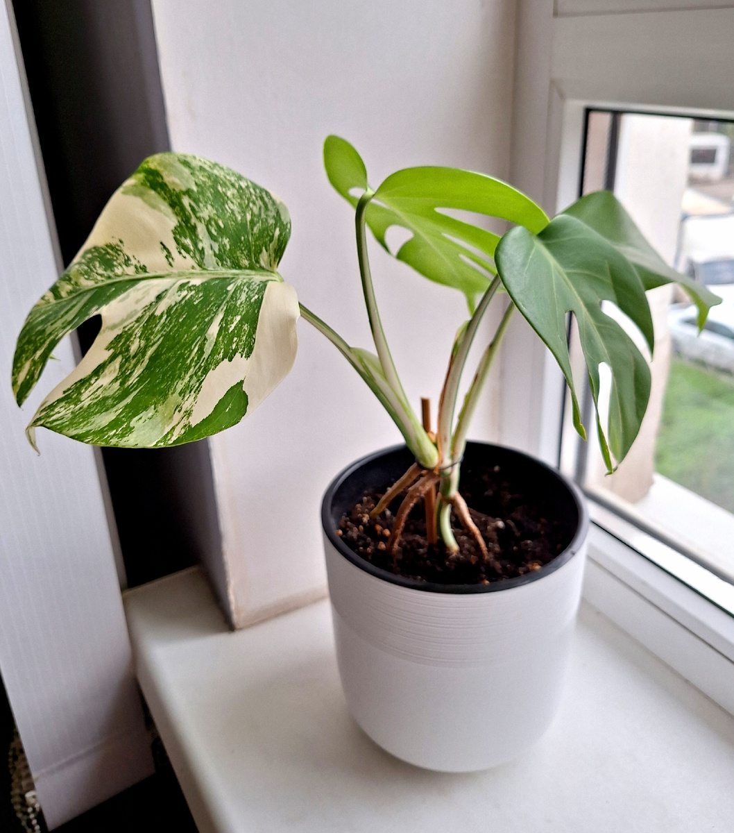 Первая монстера альба.