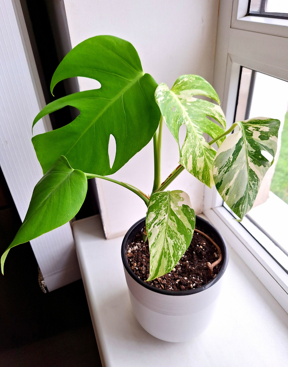 Еще одна альба.