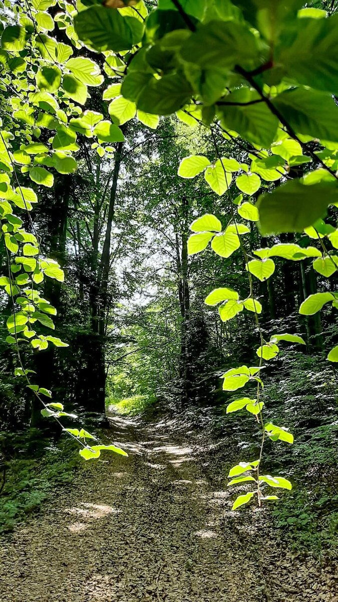 Вся семья отправилась на пикник.