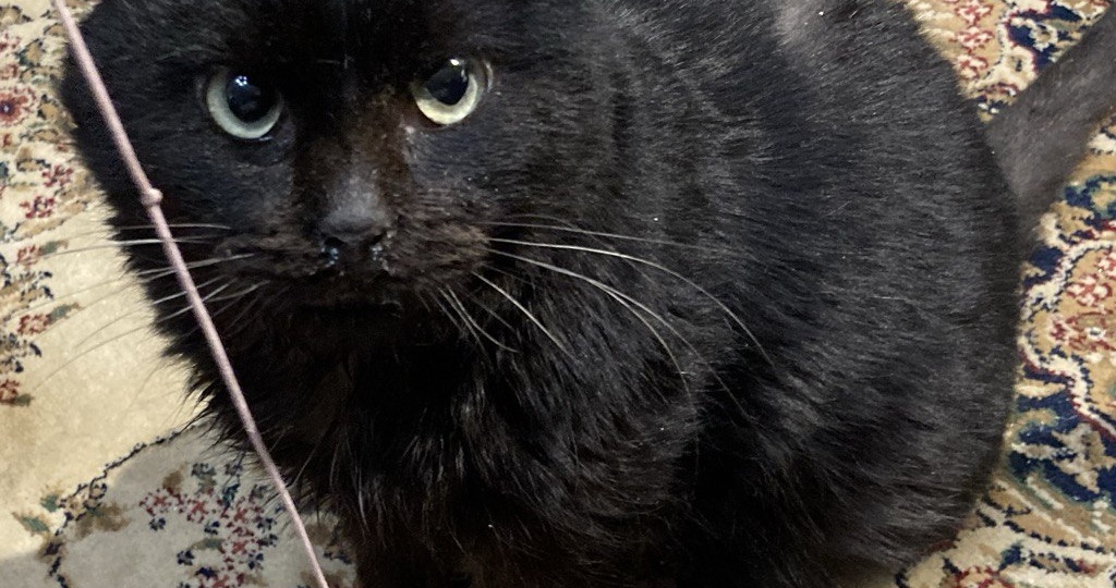 Новости по коту Батону, которого нашли изнеможденного в г. Жиздра