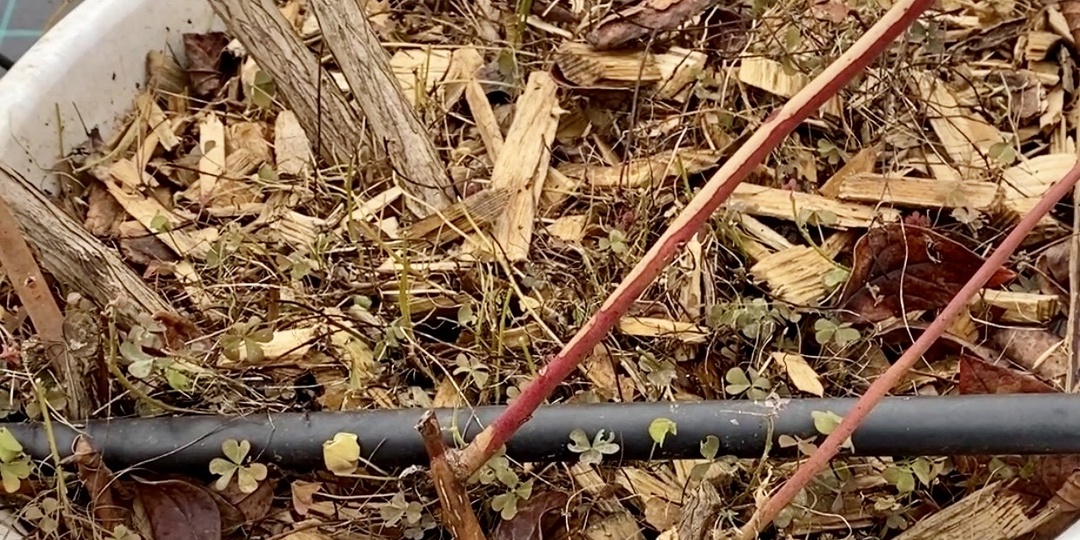 Голубика увеличиваем количество молодой поросли на кусте