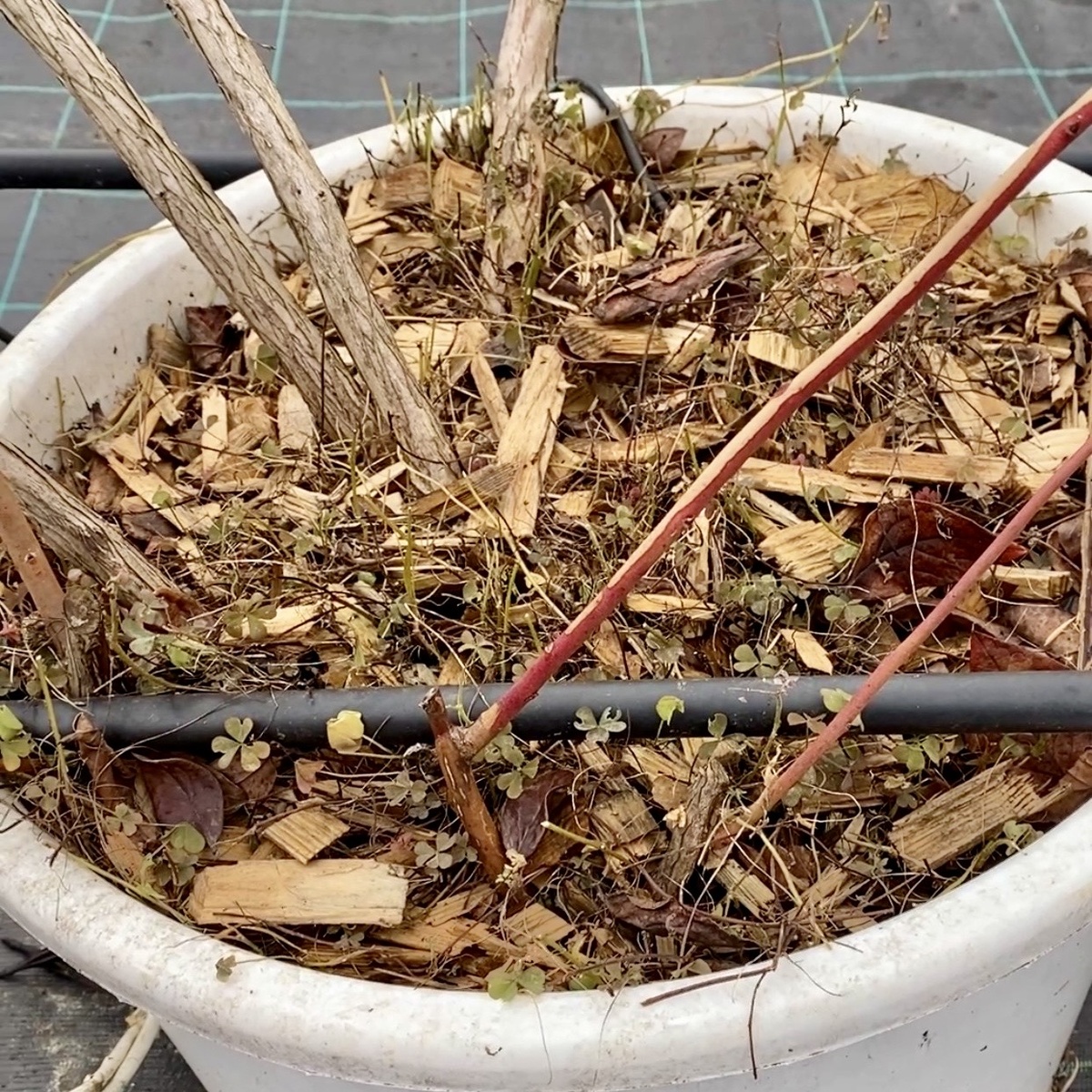 Молодая поросль на кустах голубики.