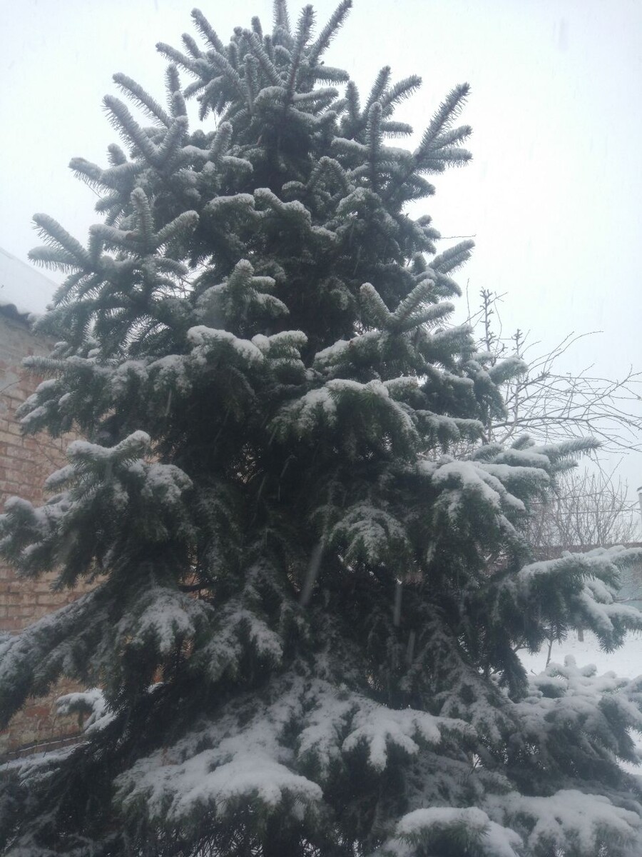 Наша ёлка во дворе. Можно и её нарядить...