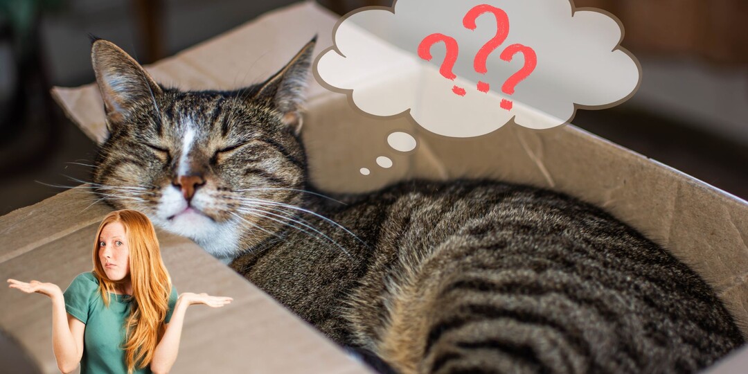 Почему кошка лезет в коробки: игра или терапия? 📦