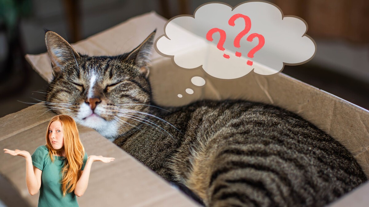 Почему кошка лезет в коробки