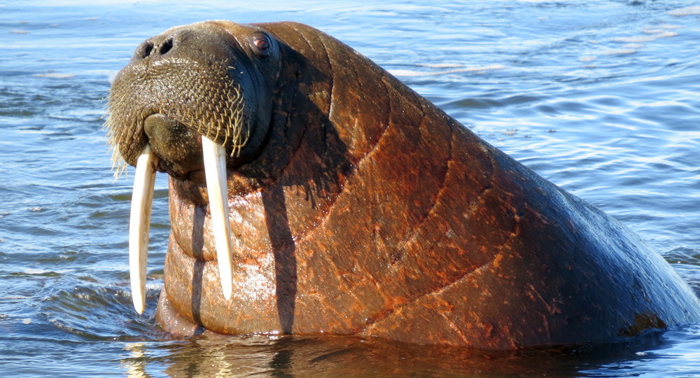 Вокруг Таймыра на тримаране, ч. 1