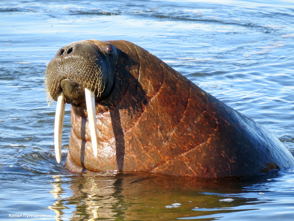 Морж лаптевский 