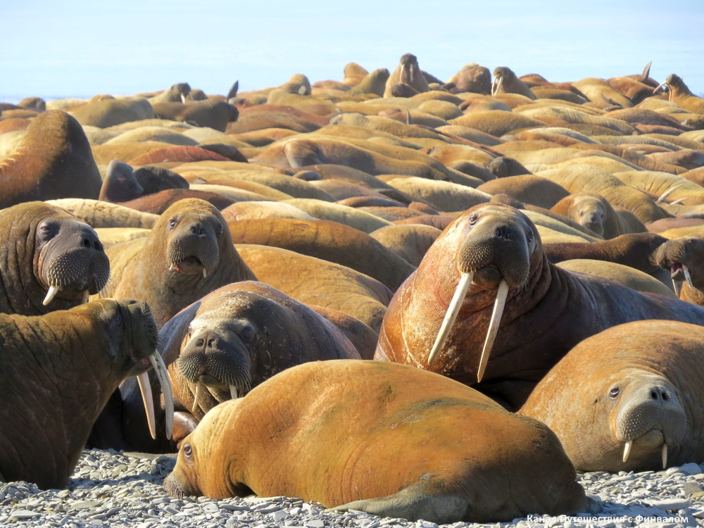 Лежбище лаптевского моржа.