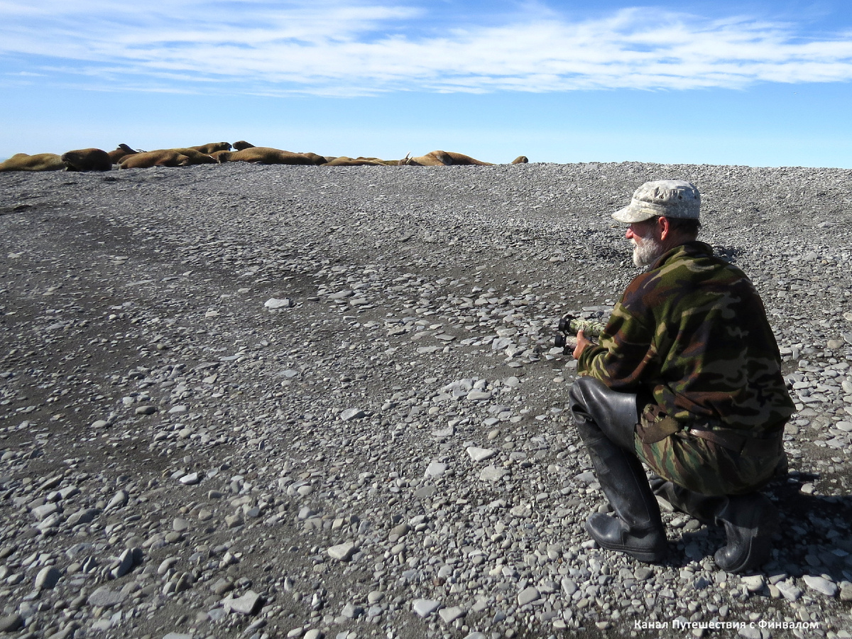 Учёт моржей на острове Преображения