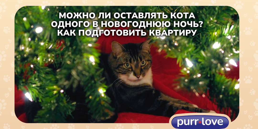 Можно ли оставлять кота одного в новогоднюю ночь? Как подготовить квартиру