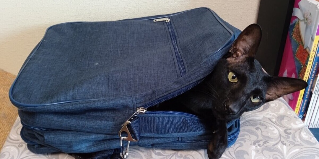 Деловые люди стали чаще наведываться в Петербург