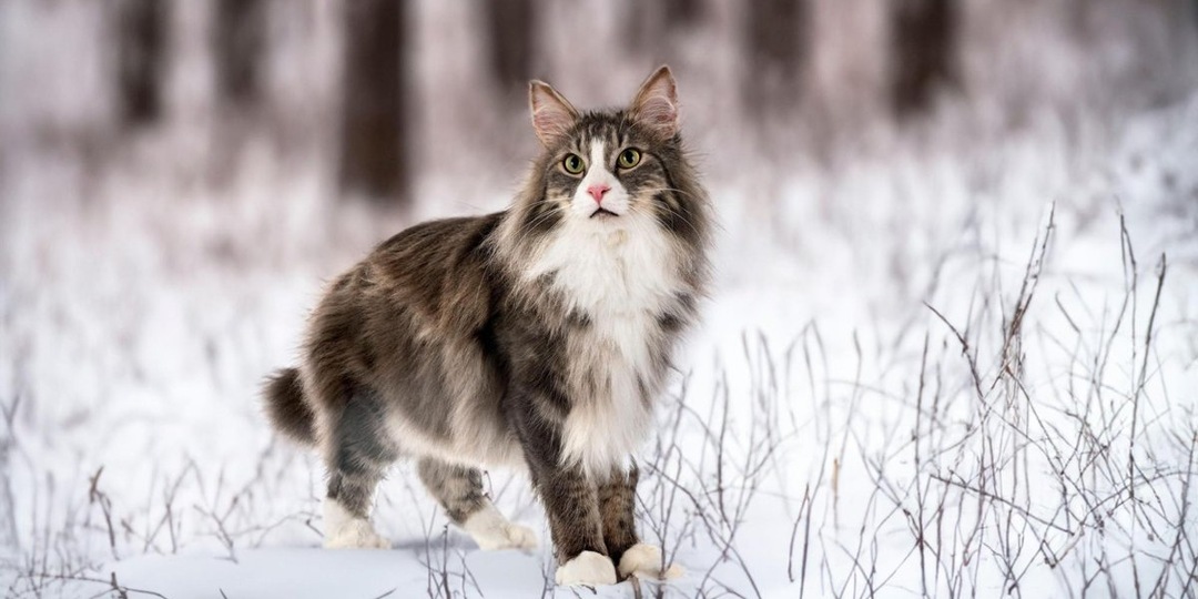 От дикого леса к домашнему очагу: 3 породы кошек с самым суровым прошлым