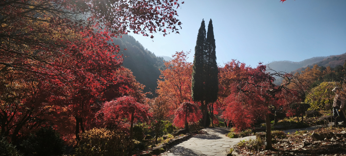 Красные клены, + несколько картинок