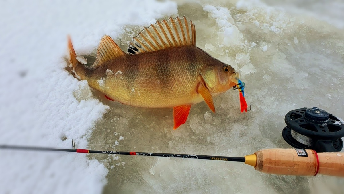 Тактика «Нервного срыва» для пассивного окуня