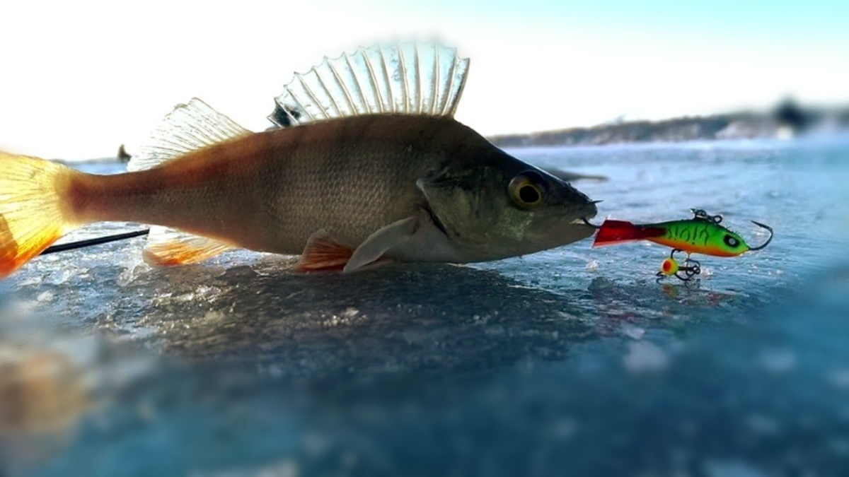 Тактика «Нервного срыва» для пассивного окуня