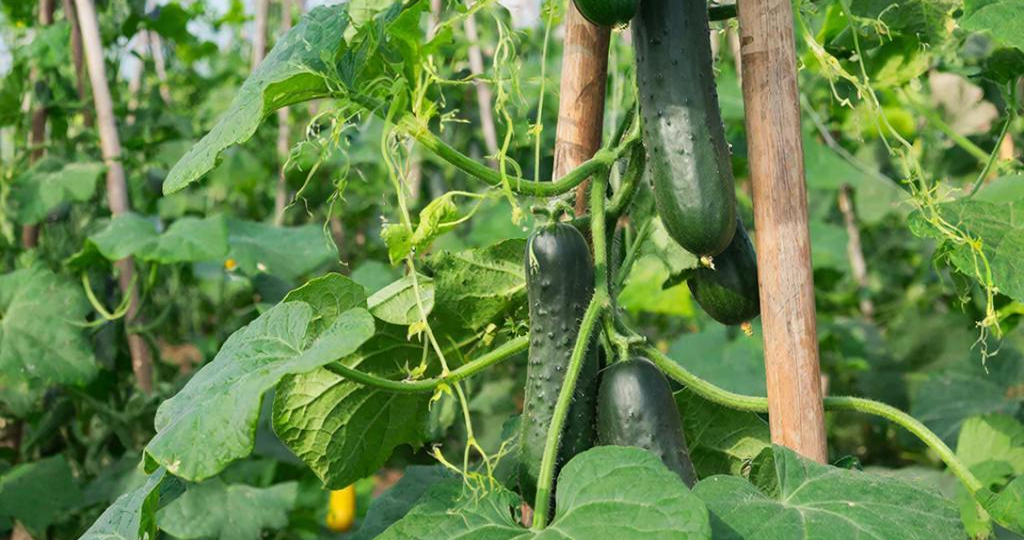 Чем нельзя удобрять лунку при посадке огурцов в теплице: разбираем опасные мифы