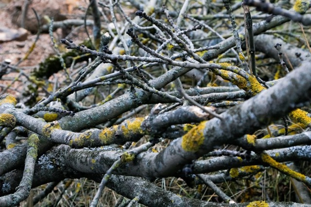   Фото из архива Калининград.Ru