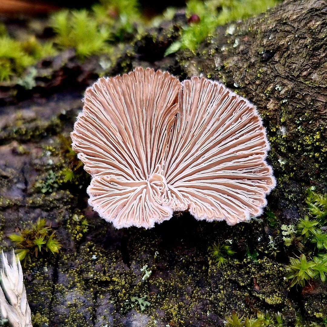 Schizophyllum commune, по-русски Щелелистник обыкновенный