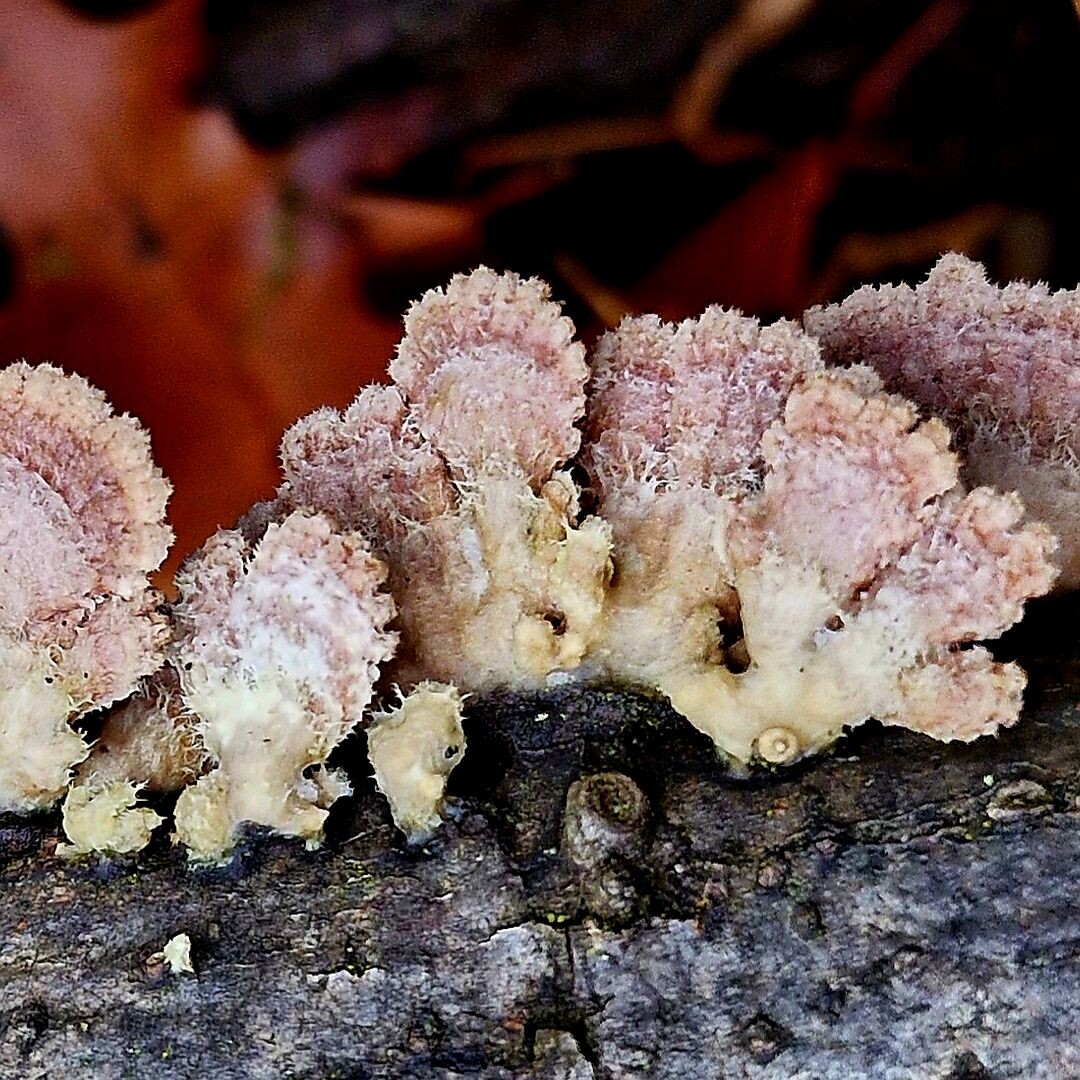 Schizophyllum commune, по-русски Щелелистник обыкновенный