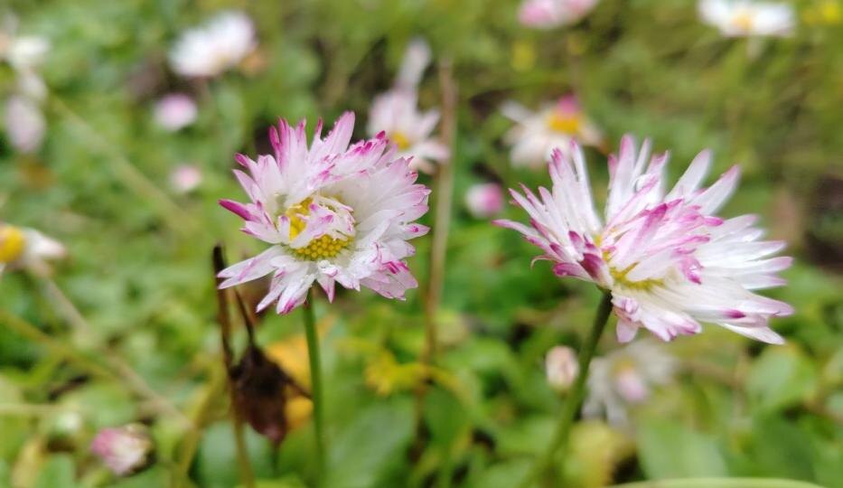 Цветущий декабрь: маргаритки распустились в Псковской области