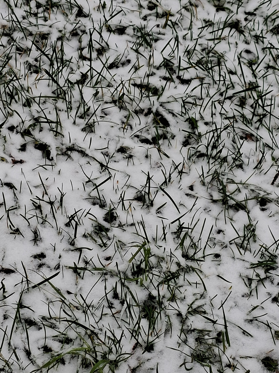 На днях снег выпал,  а потом растаял 