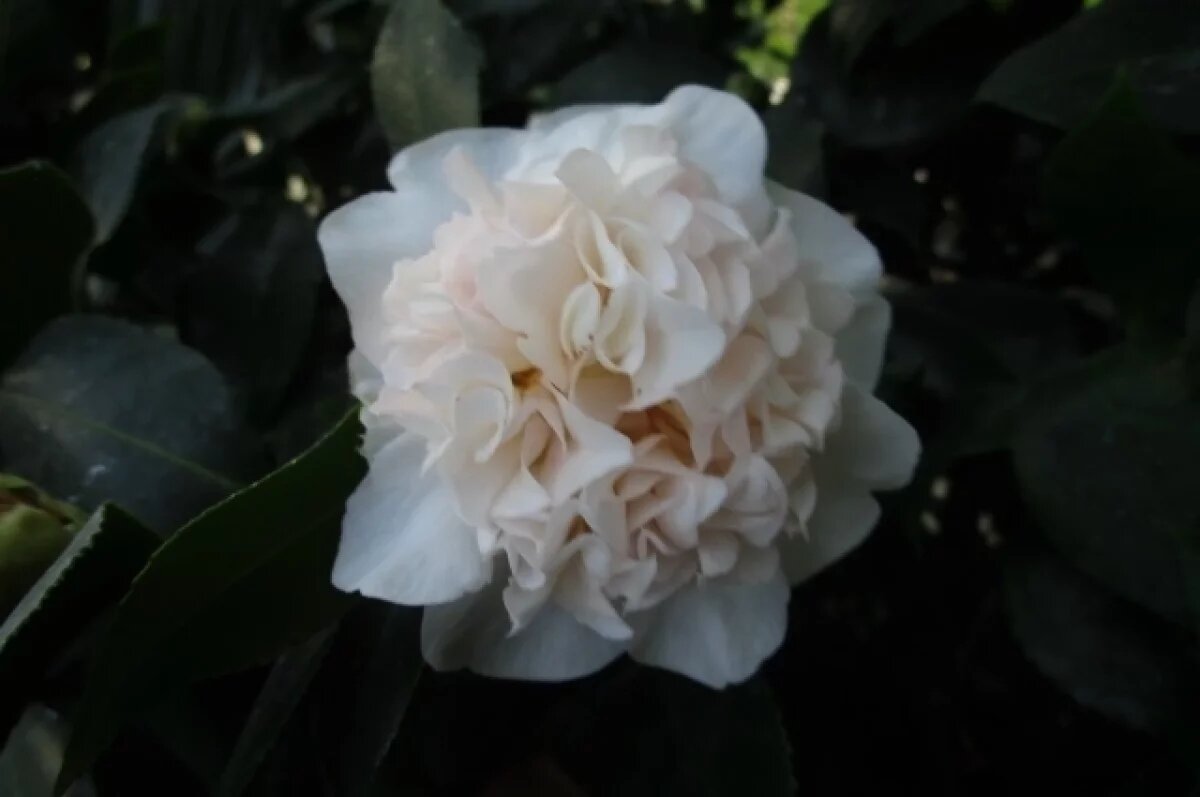    В тверском Ботаническом саду распустился любимый цветок Коко Шанель