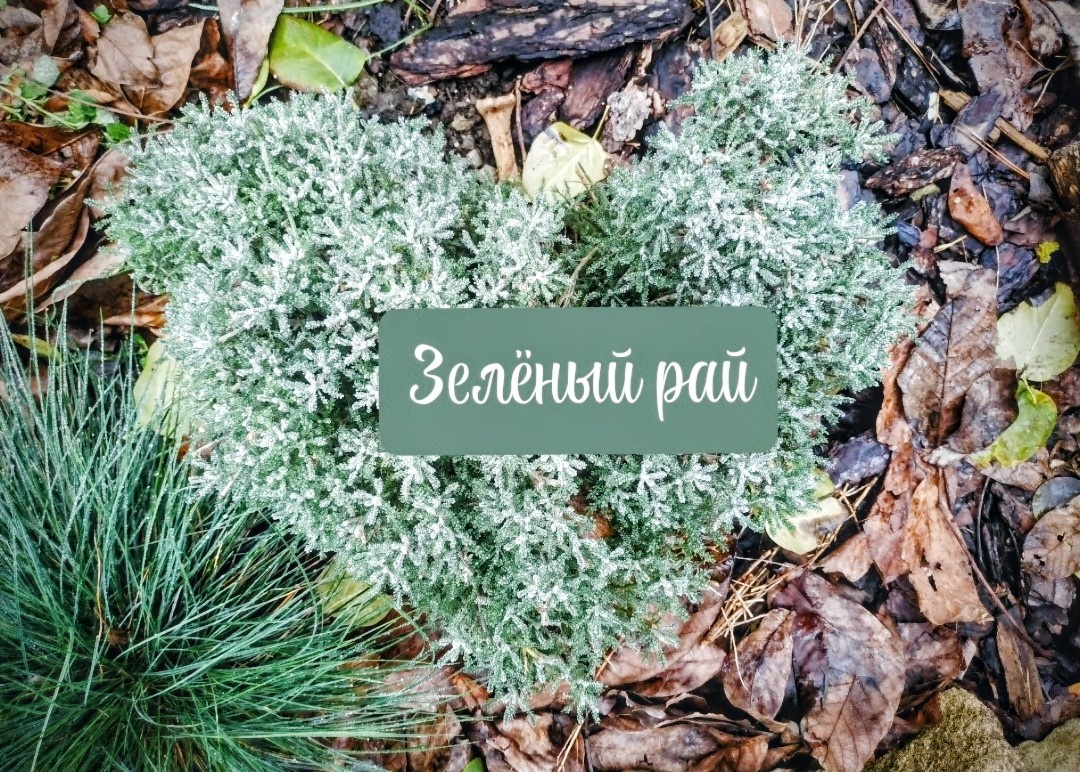 Сантолина сердцем